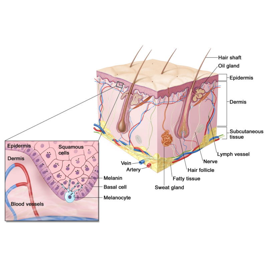 Skin Cell Visualization Course Packages